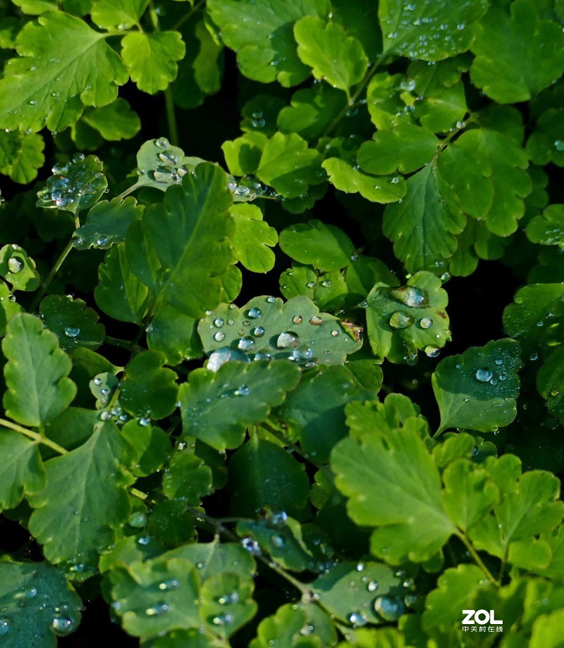 抗疫激战其正酣，后山生机已盎然
