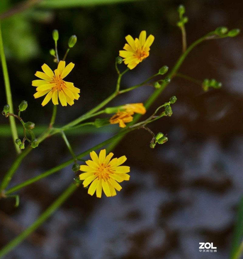 抗疫激战其正酣，后山生机已盎然