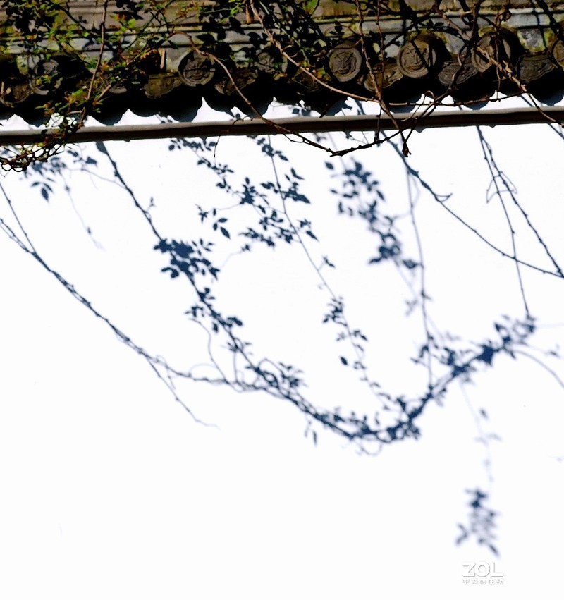 抗疫激战其正酣，后山生机已盎然