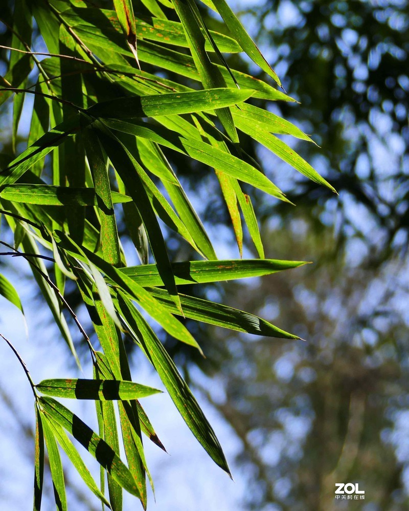 抗疫激战其正酣，后山生机已盎然