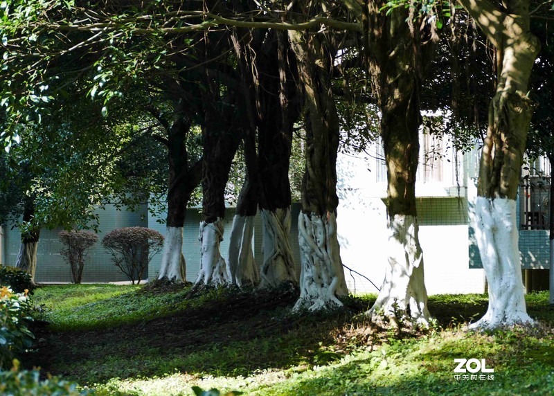 抗疫激战其正酣，后山生机已盎然