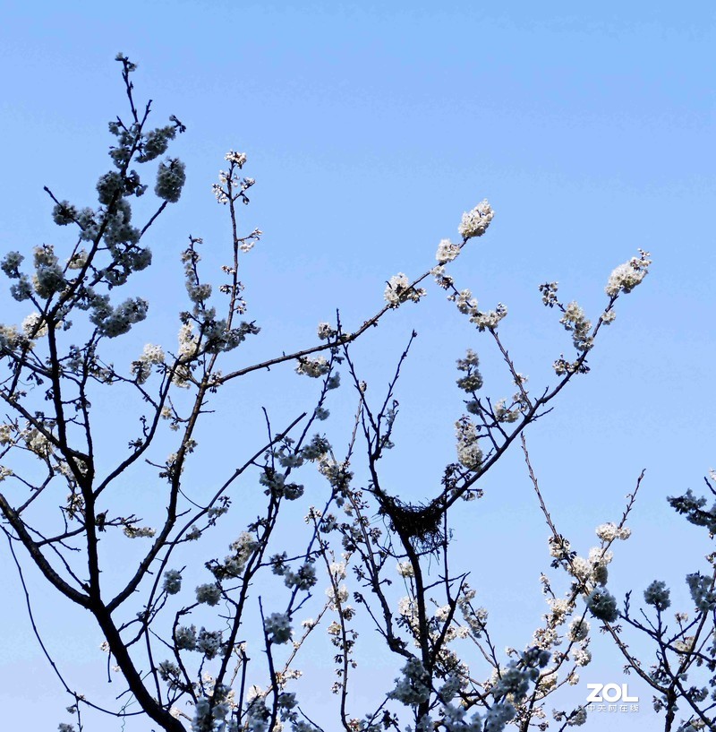 抗疫激战其正酣，后山生机已盎然