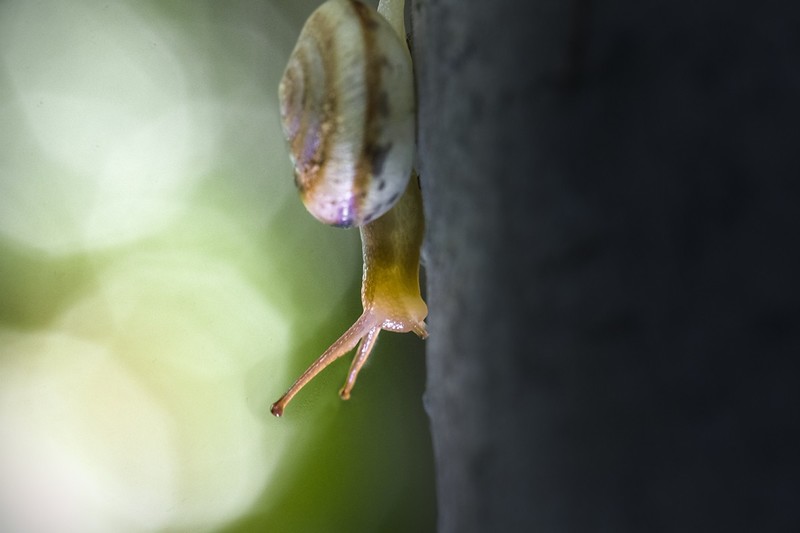 雨后树林里鼓捣两个水妞（蜗牛）玩