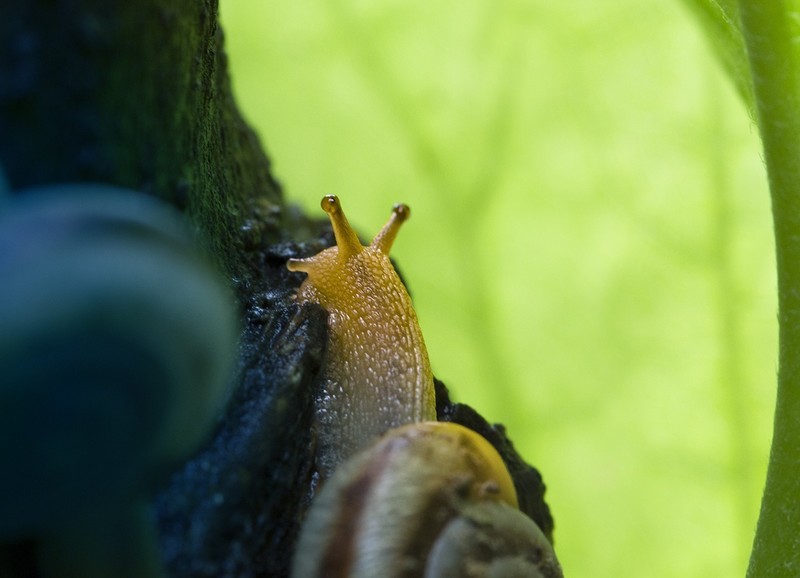 雨后树林里鼓捣两个水妞（蜗牛）玩