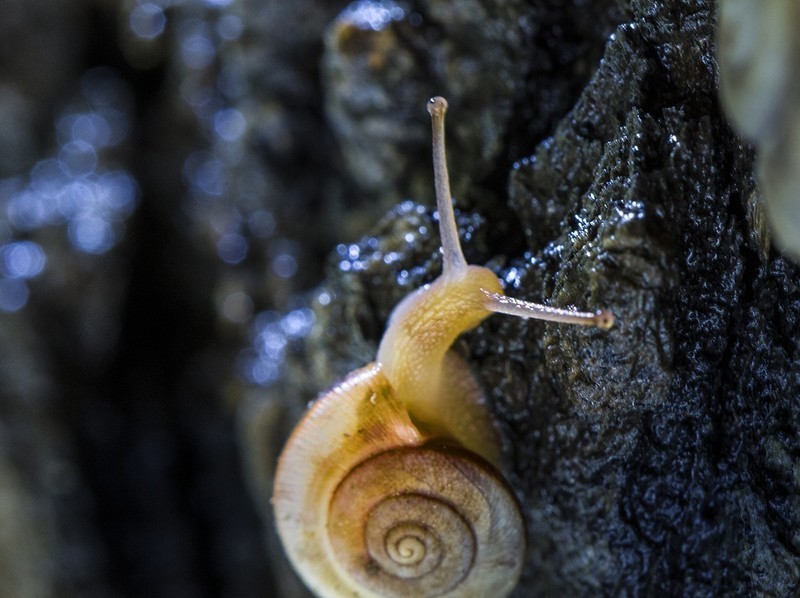 雨后树林里鼓捣两个水妞（蜗牛）玩