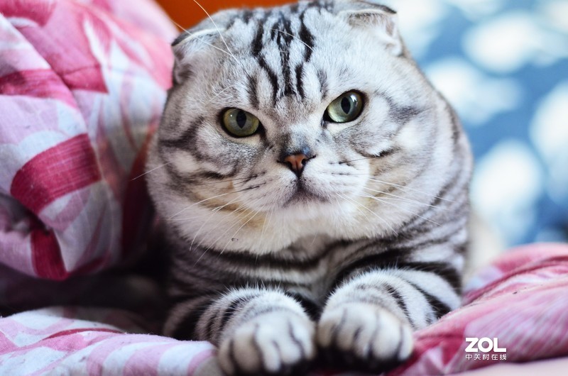 疫情在家只能拿猫猫练手~！