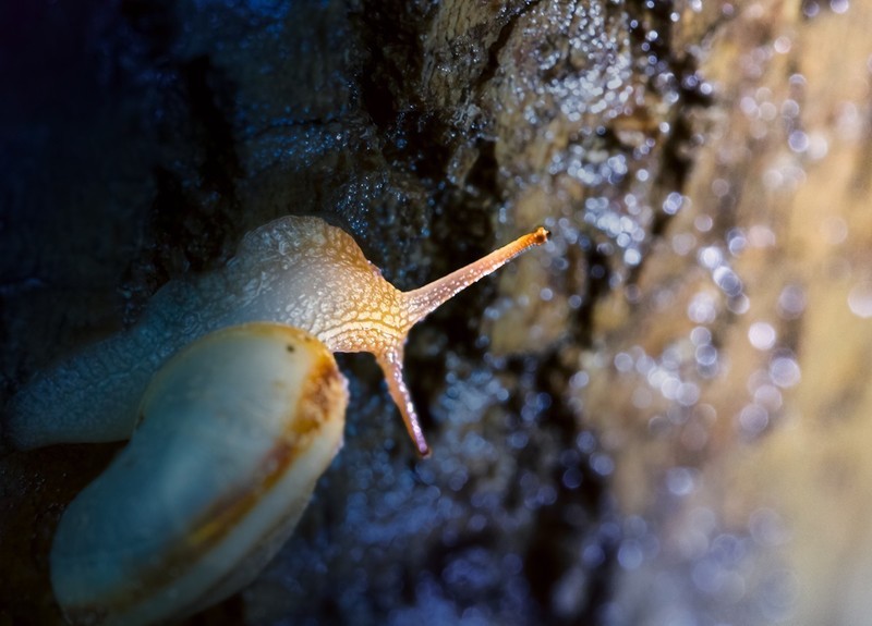 雨后树林里鼓捣两个水妞（蜗牛）玩