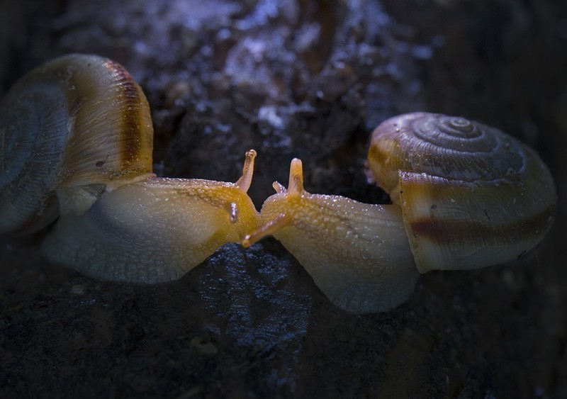 雨后树林里鼓捣两个水妞（蜗牛）玩