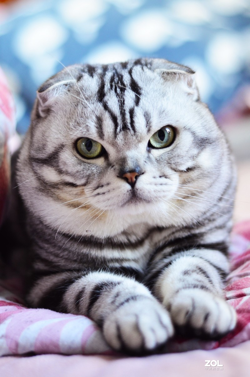 疫情在家只能拿猫猫练手~！