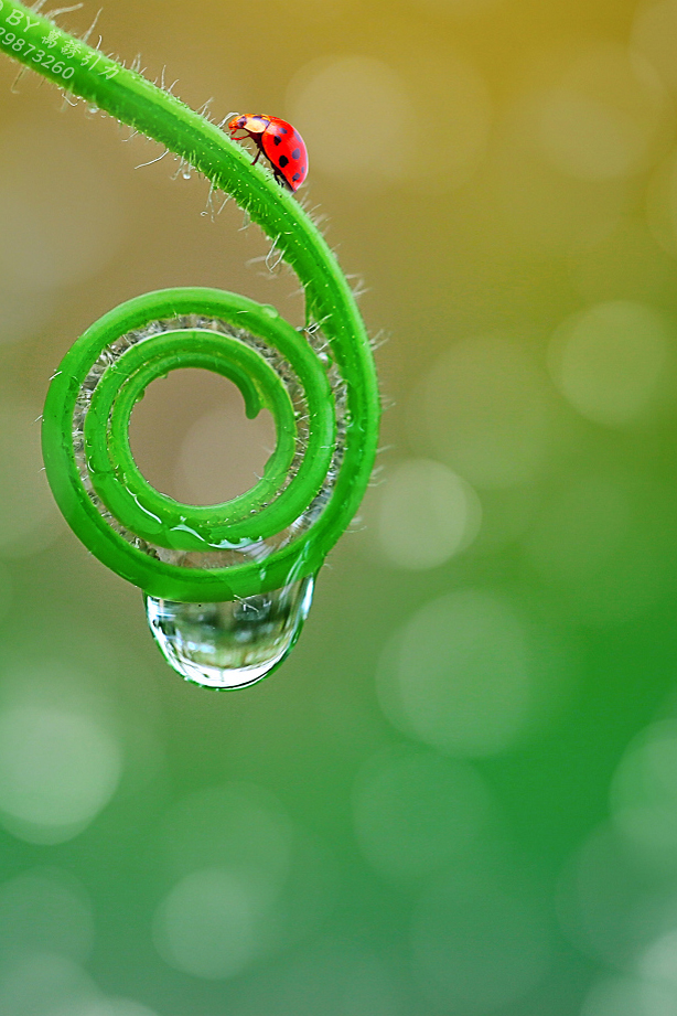 #P8max壁纸征集#+玉碎...