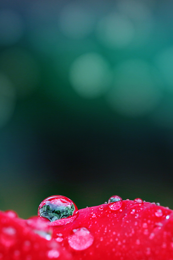 #P8max壁纸征集#+玉碎...