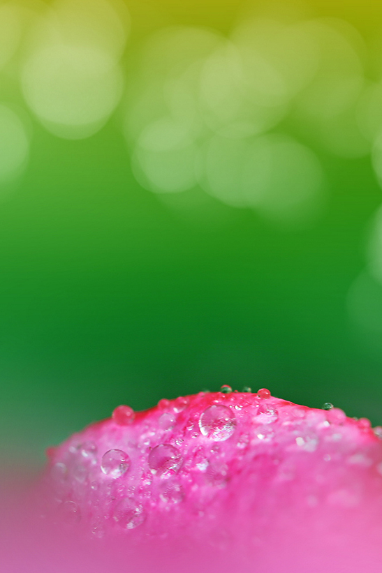 #P8max壁纸征集#+玉碎...