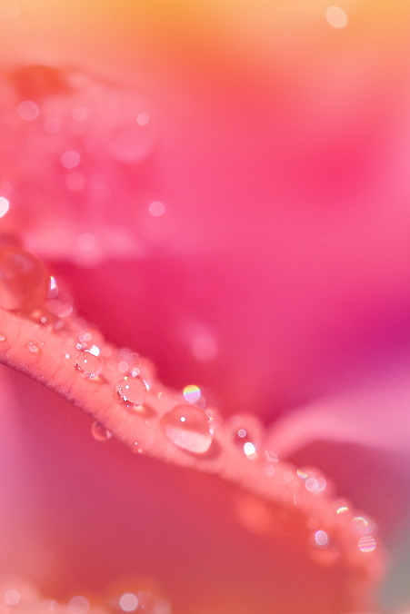 #P8max壁纸征集#+玉碎...