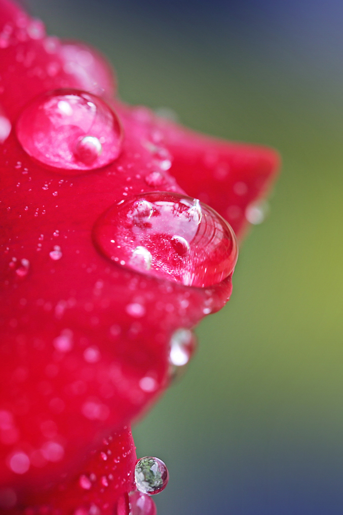 #P8max壁纸征集#+玉碎...