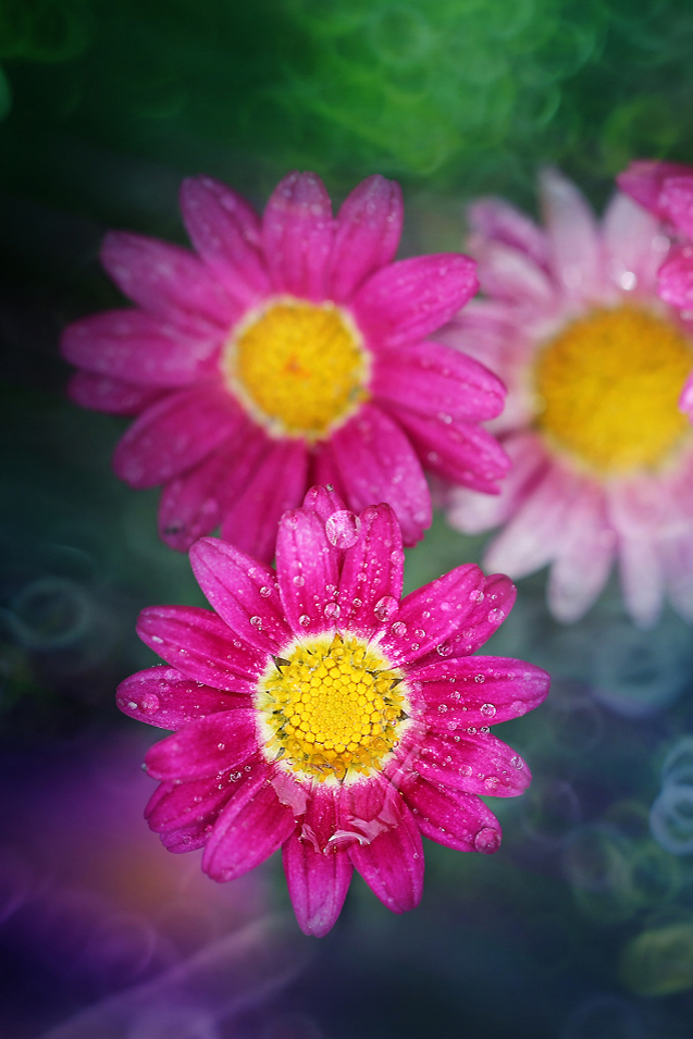 #P8max壁纸征集#+玉碎...