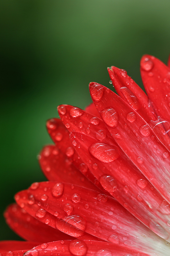 #P8max壁纸征集#+玉碎...