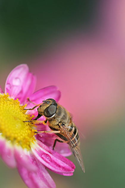 #P8max壁纸征集#+玉碎...