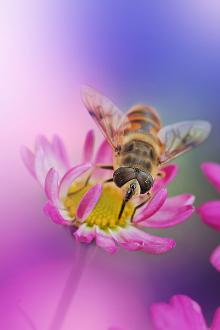 #P8max壁纸征集#+玉碎...