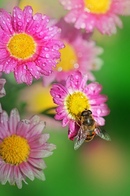 #P8max壁纸征集#+玉碎...