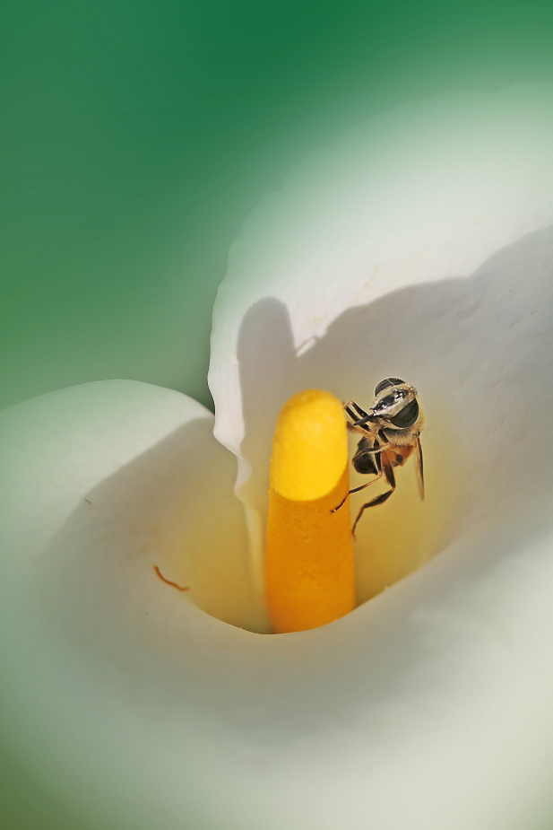 #P8max壁纸征集#+玉碎...