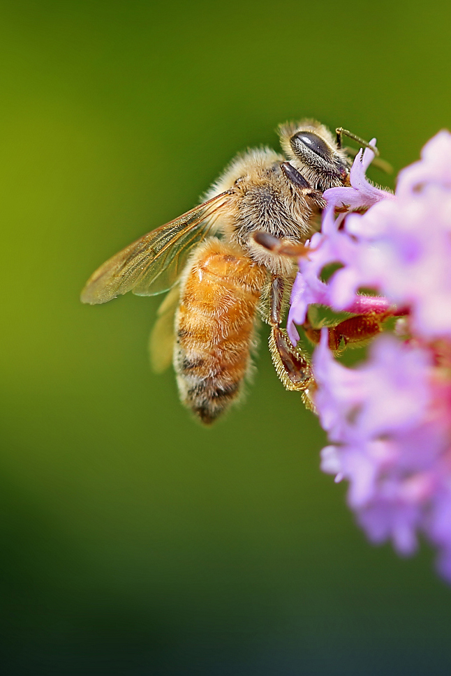 #P8max壁纸征集#+玉碎...