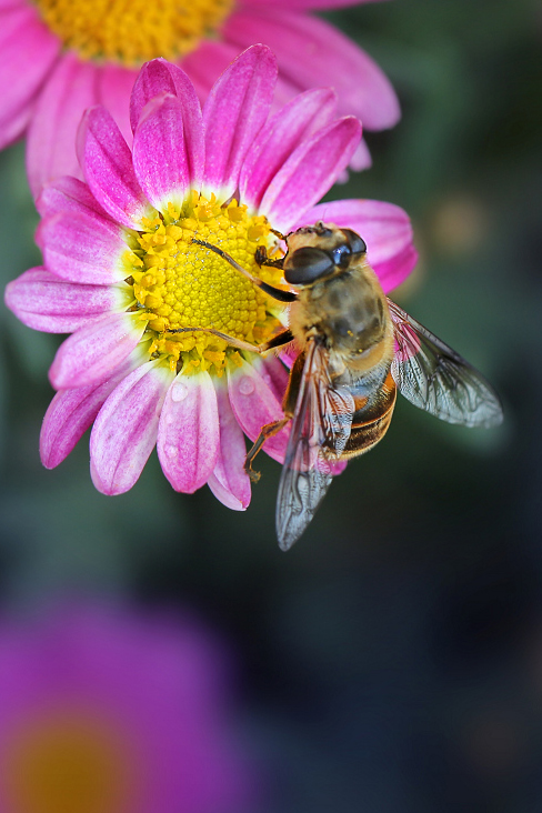 #P8max壁纸征集#+玉碎...