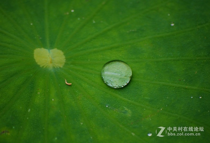 #白塔影集#没有荷花