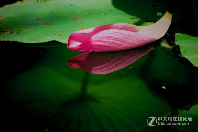 #白塔影集#没有荷花