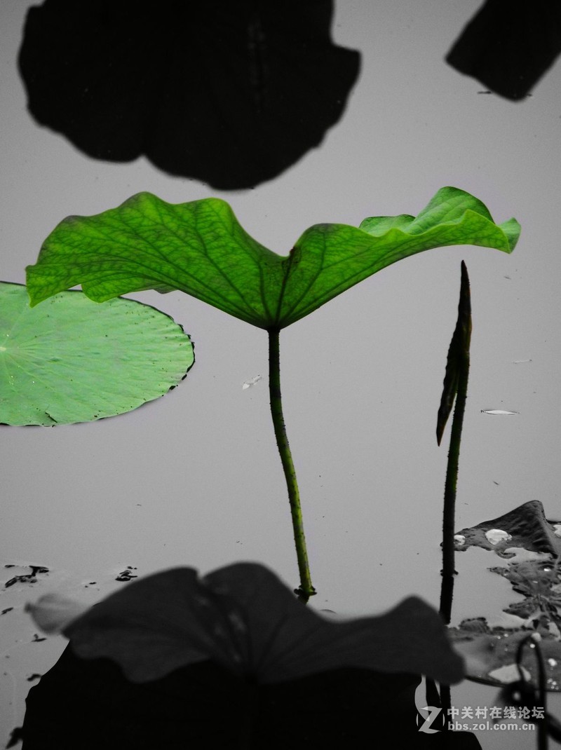 #白塔影集#没有荷花