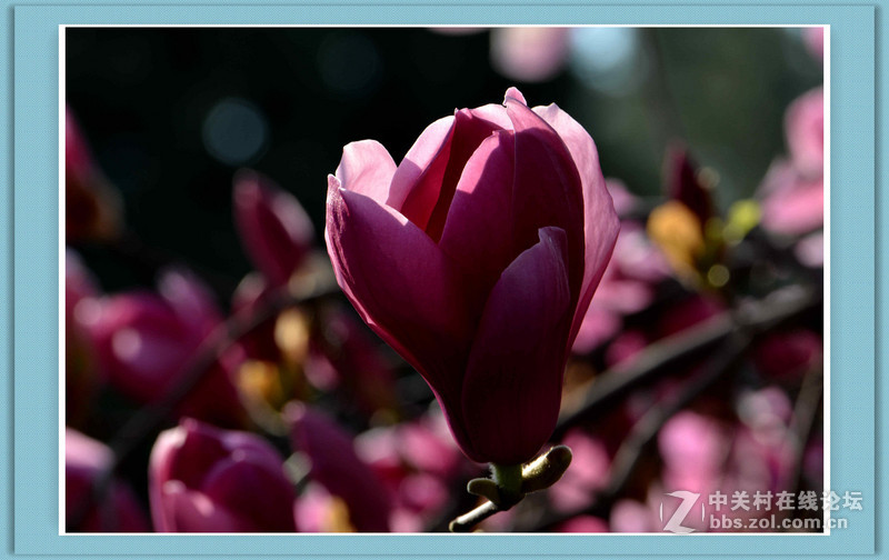 #尼康花卉作品赏析#【春之歌——玉兰】 （老阿推荐）