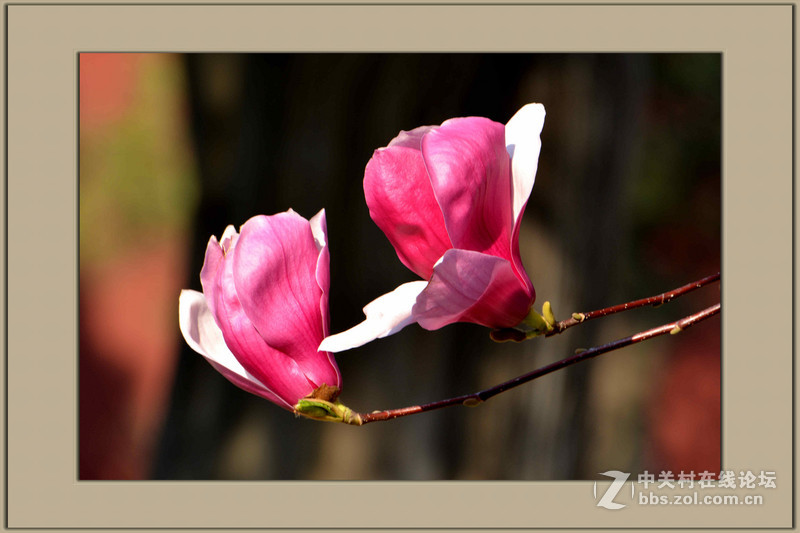 #尼康花卉作品赏析#【春之歌——玉兰】 （老阿推荐）