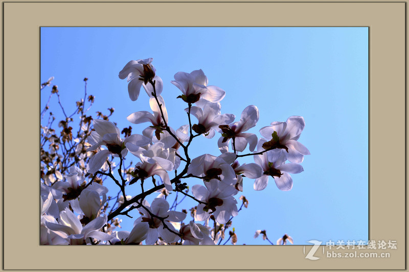 #尼康花卉作品赏析#【春之歌——玉兰】 （老阿推荐）