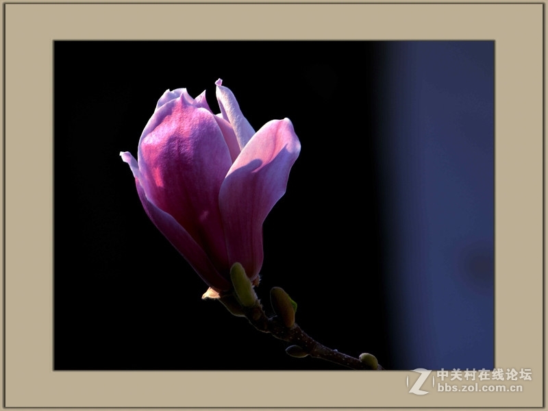 #尼康花卉作品赏析#【春之歌——玉兰】 （老阿推荐）