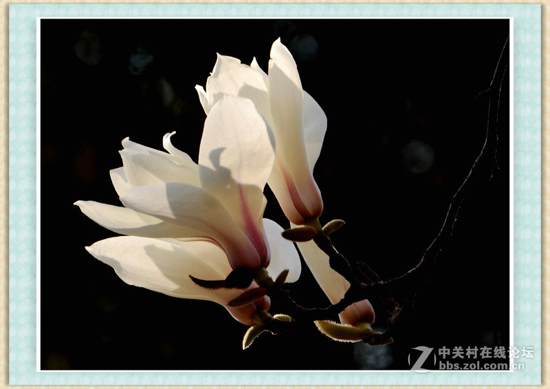 #尼康花卉作品赏析#【春之歌——玉兰】 （老阿推荐）