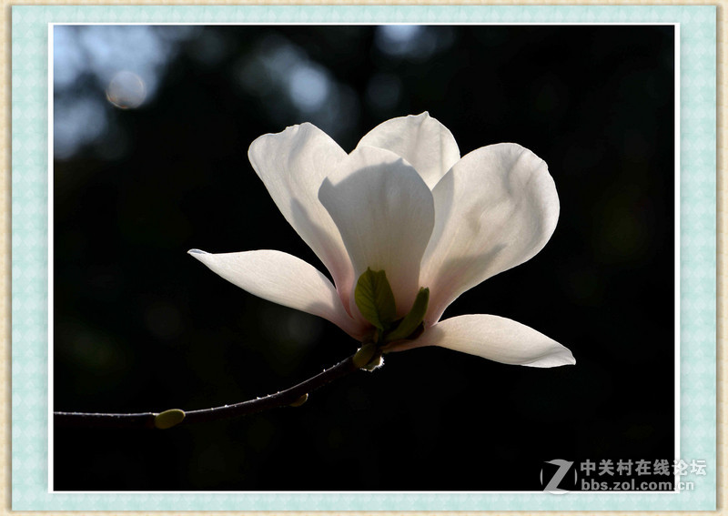 #尼康花卉作品赏析#【春之歌——玉兰】 （老阿推荐）
