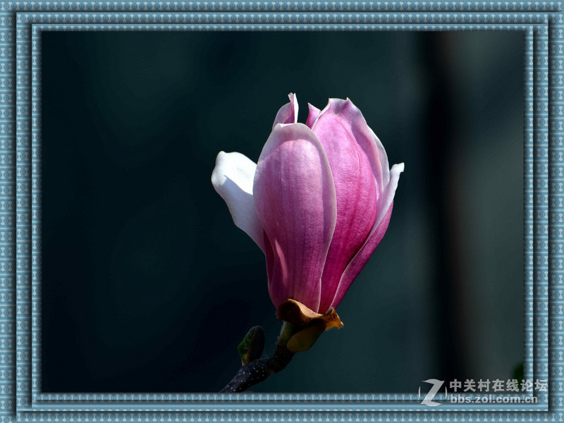 #尼康花卉作品赏析#【春之歌——玉兰】 （老阿推荐）