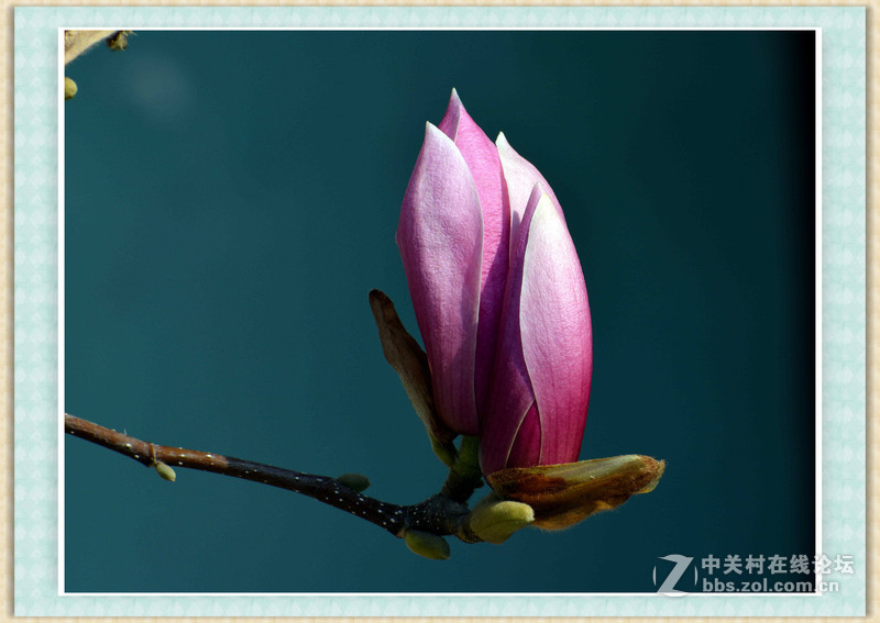 #尼康花卉作品赏析#【春之歌——玉兰】 （老阿推荐）