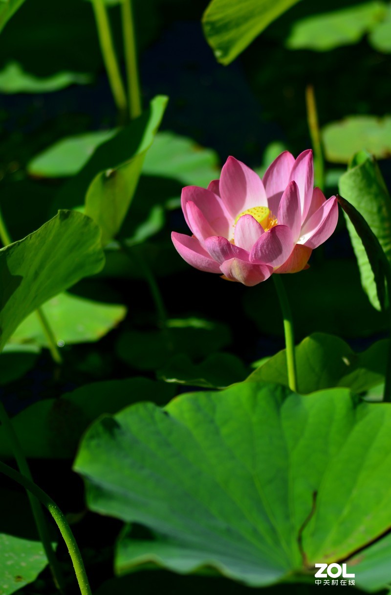 拍荷 - (尼康180/f2.8d)