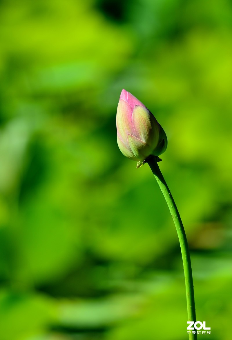 拍荷 - (尼康180/f2.8d)