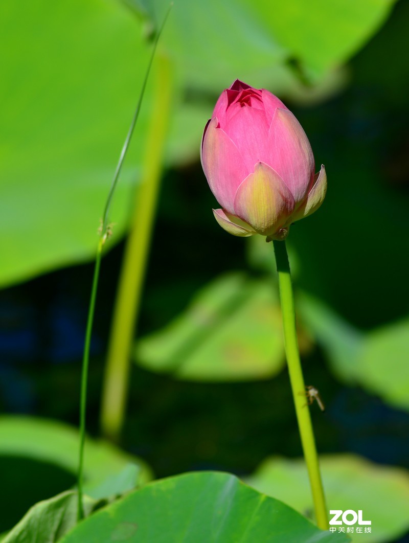 拍荷 - (尼康180/f2.8d)