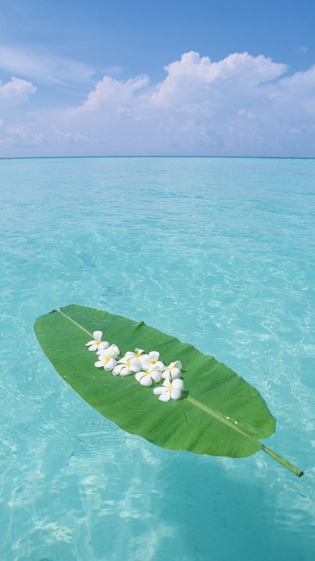 #P8max壁纸征集#+极光