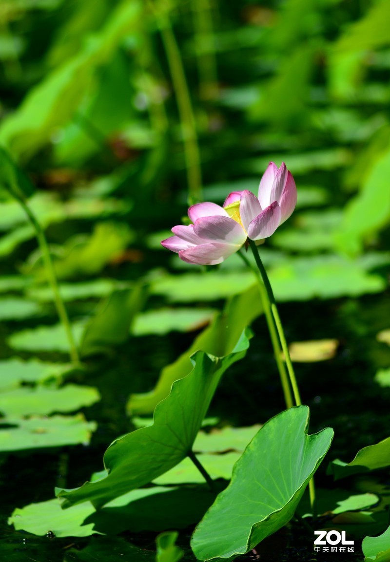 拍荷 - (尼康180/f2.8d)