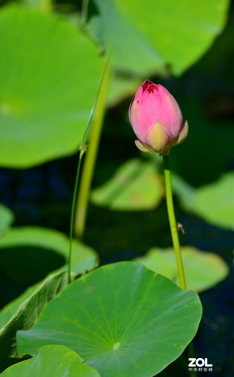 拍荷 - (尼康180/f2.8d)