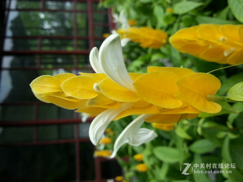 #P8max壁纸征集#背包客镜头下的景色