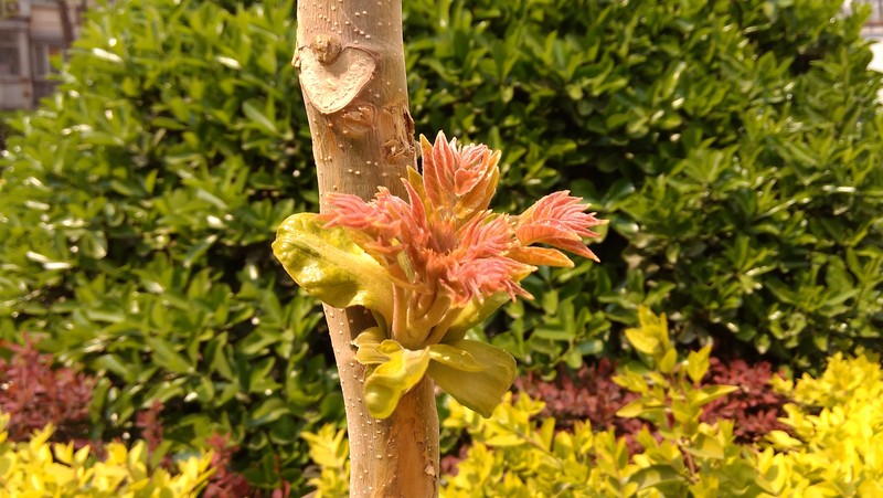 #大神F1极速体验# 多种模式 个性拍照——大神F1极速版体验拍照篇