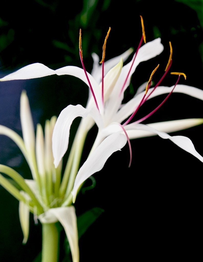 待到山花烂漫时它在丛中笑——文殊兰开花