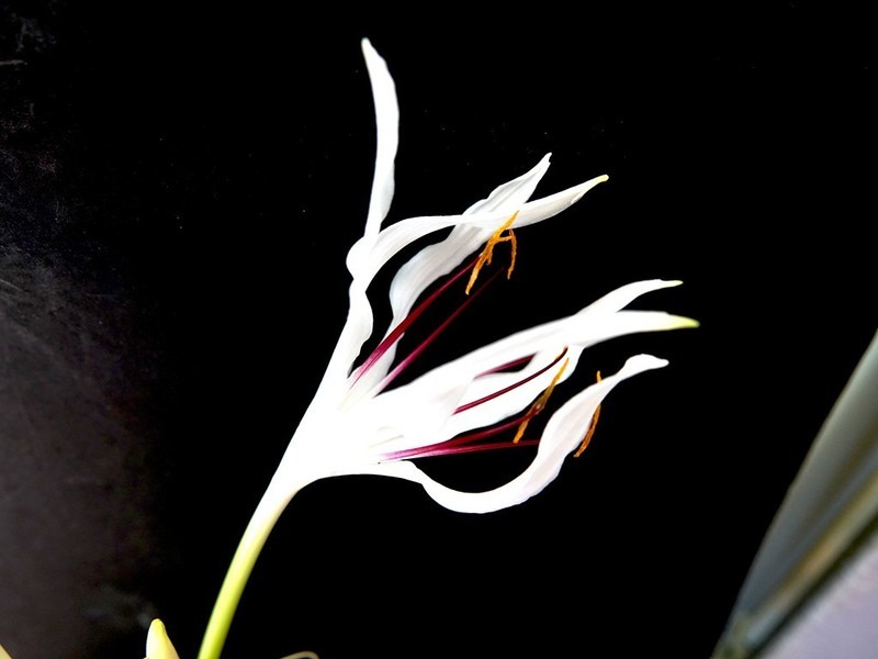 待到山花烂漫时它在丛中笑——文殊兰开花