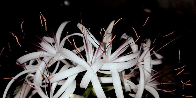 待到山花烂漫时它在丛中笑——文殊兰开花