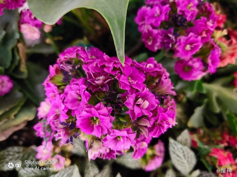 iQOO monster 顶配版性能怪兽72小时上手最详评