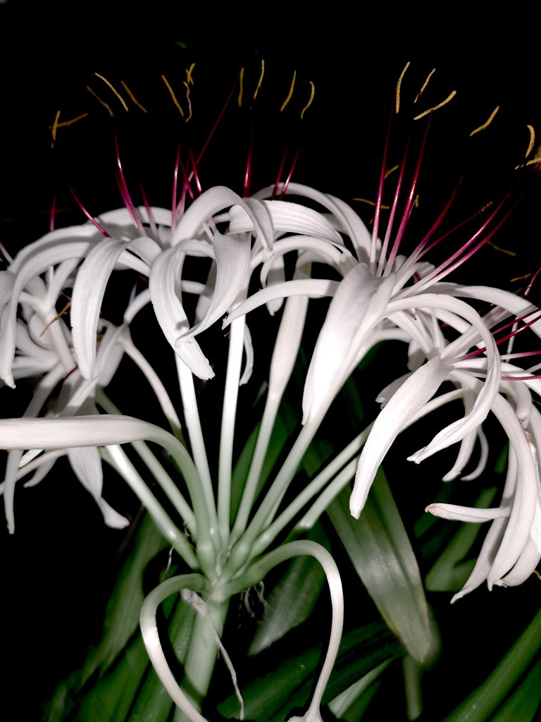 待到山花烂漫时它在丛中笑——文殊兰开花